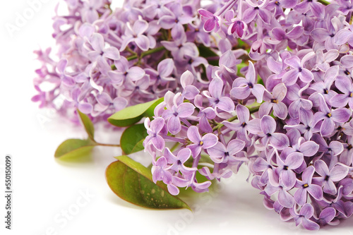 The beautiful lilac isolated on white background 