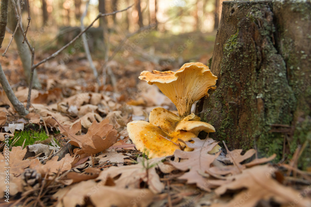 Orange yellow mushrooms next to cut pine trunk, possibly Hygrophoropsis aurantiaca. In pine forest with some oak Orange yellow mushrooms next to cut pine trunk, possibly Hygrophoropsis aurantiaca. In pine forest with some oak