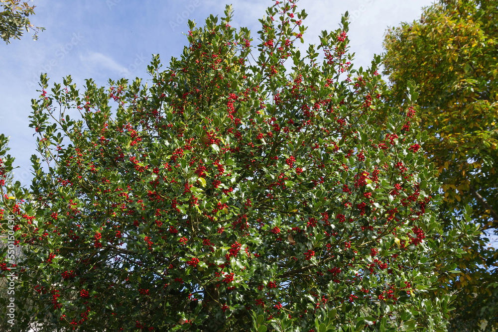 Holly tree with leaves and red berries 