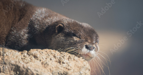 Napping face of a Clawless Otter kept at the Tobe Zoo in Japan.