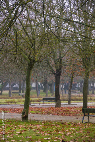 Fototapeta Naklejka Na Ścianę i Meble -  Urban park with leafless trees and light mist