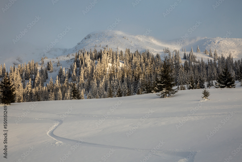 Winter mountain landscape with spruce trees on the evening light on the sunset