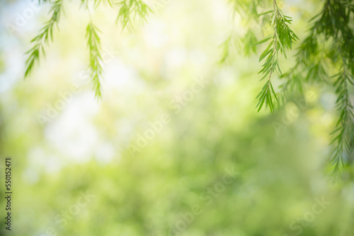 Closeup of beautiful nature view green leaf on blurred greenery background in garden with copy space using as background cover page concept.