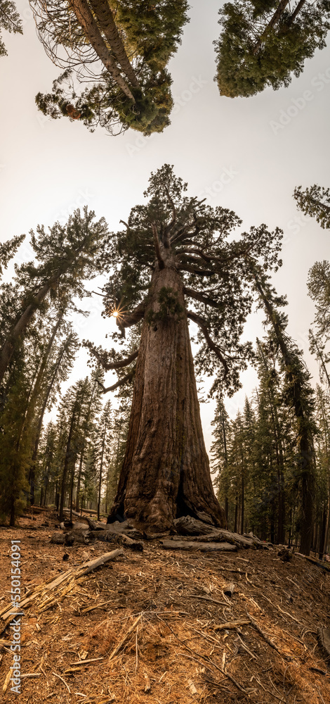 Obraz premium Sun Burst Through The Branches Of The Grizzly Giant Panorama