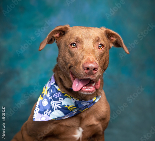 Cute photo of a dog in a studio shot on an isolated background