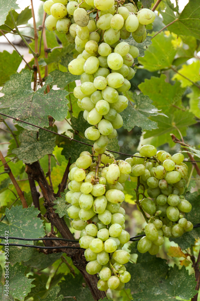 Delicious green grapes growing in vineyard, closeup Delicious green grapes growing in vineyard, closeup