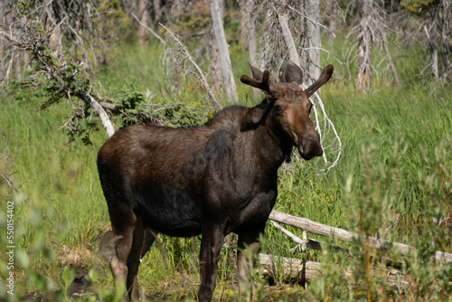 Moose on the Loose in Waterton National Parks