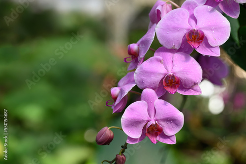 Pink Phalaenopsis orchid flower blossom in garden