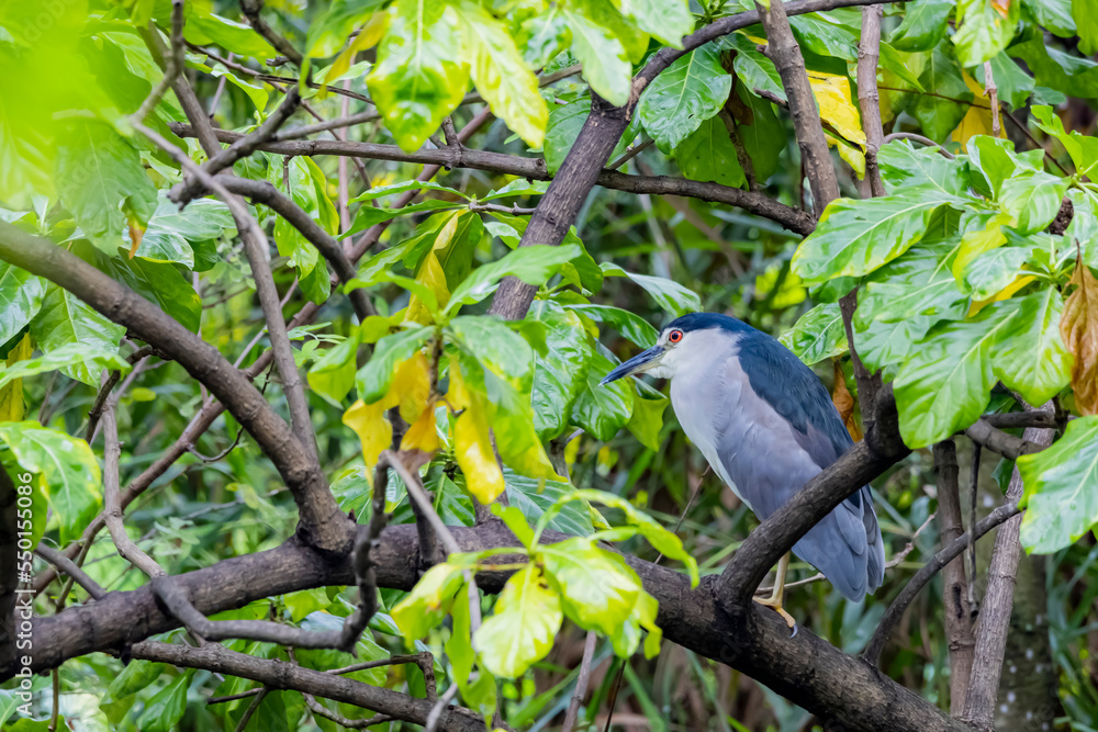 Fototapeta premium The heron on a branch