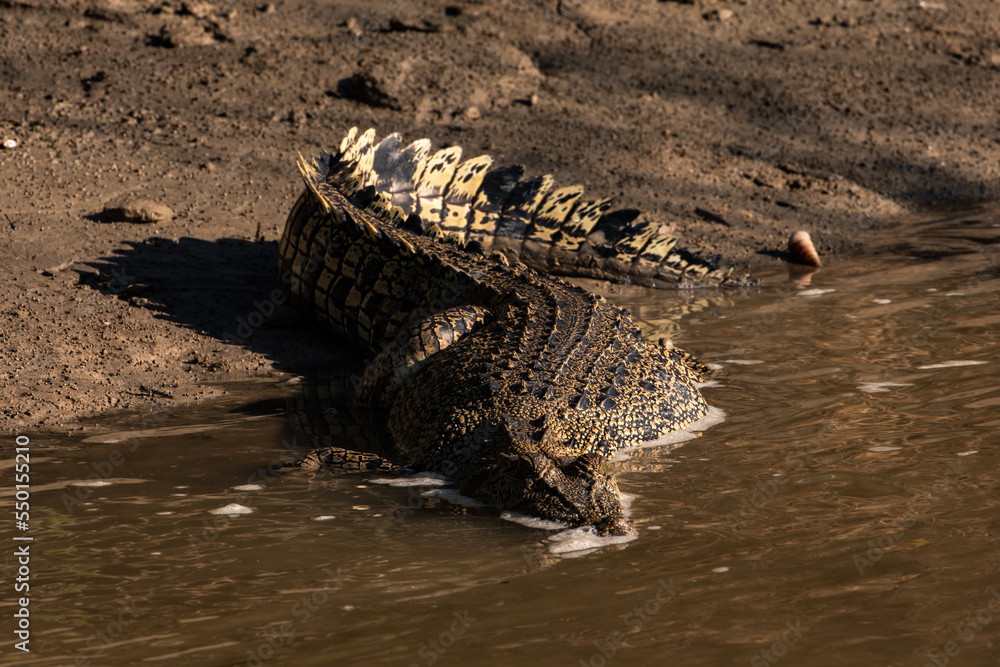 Obraz premium Saltwater crocodile on the bank of the Sampan River, Kakadu National Park, Australia.