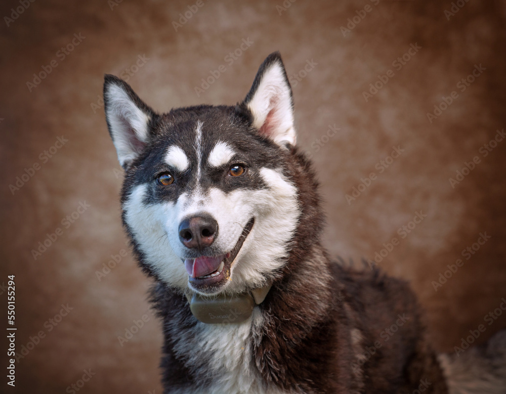 Cute photo of a dog in a studio shot on an isolated background Cute photo of a dog in a studio shot on an isolated background