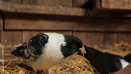 Pigeons bird black and white in a dovecote. Domestic farm pigeons 4k footage photo