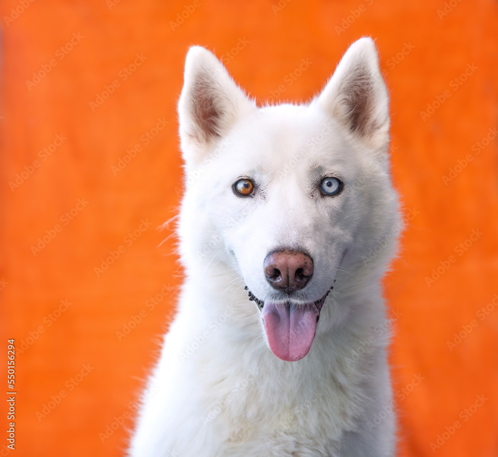 Cute photo of a dog in a studio shot on an isolated background