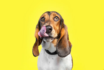 Cute photo of a dog in a studio shot on an isolated background