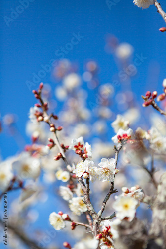 青空を背景に白梅の花 