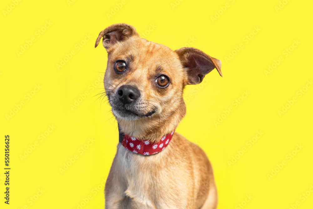 Cute photo of a dog in a studio shot on an isolated background Cute photo of a dog in a studio shot on an isolated background