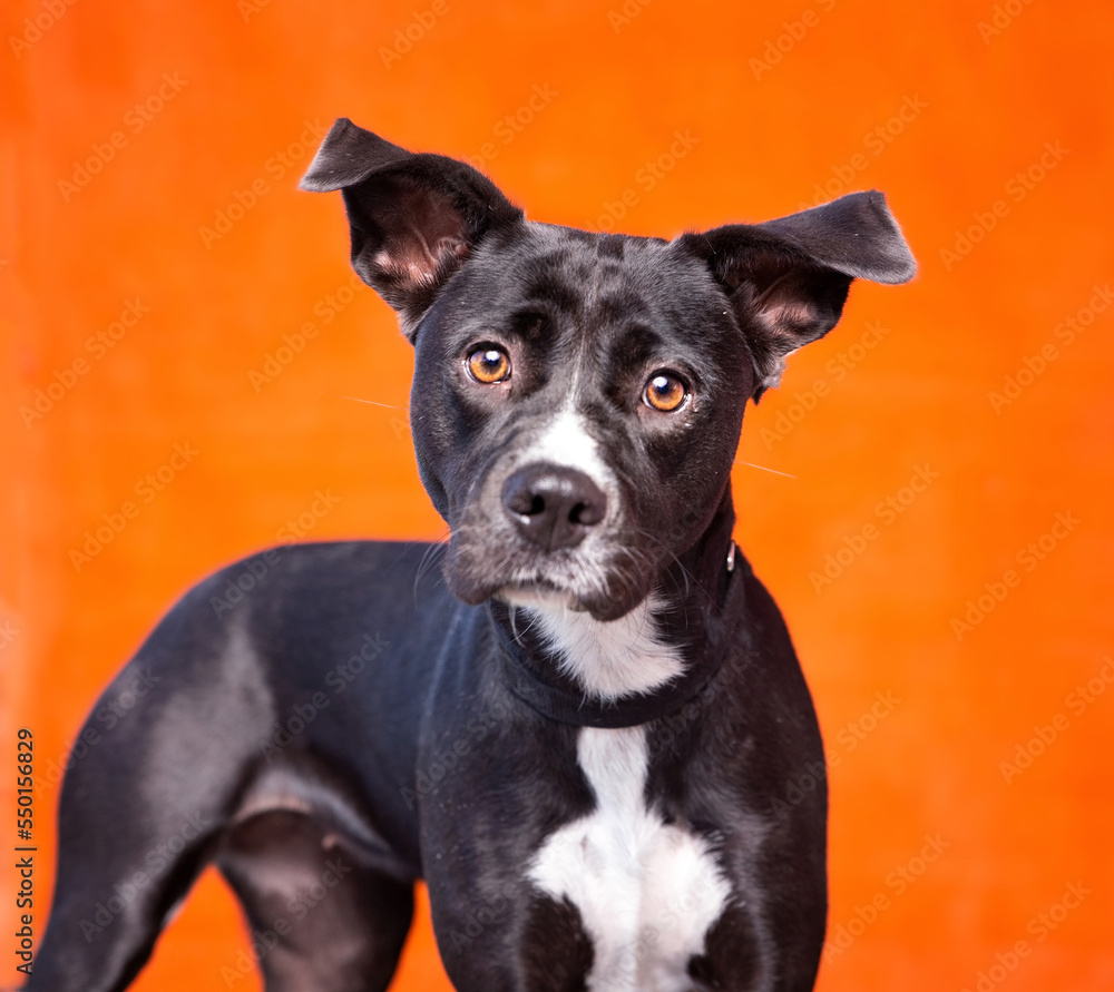 Cute photo of a dog in a studio shot on an isolated background