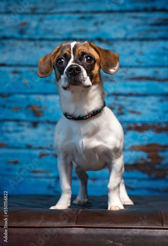 Fototapeta Naklejka Na Ścianę i Meble -  Cute photo of a dog in a studio shot on an isolated background