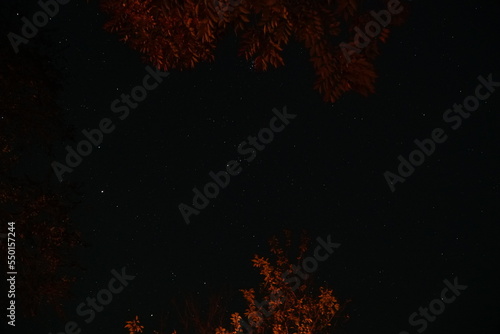 the numerous stars seen through the maple trees