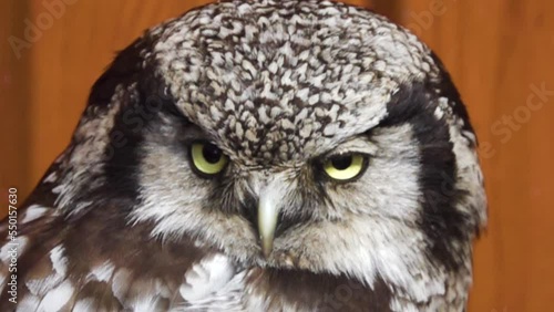 Owl blinking, second lid evidently. Boreal owl (Aegolius funereus). Super slow motion 1000 fps. photo