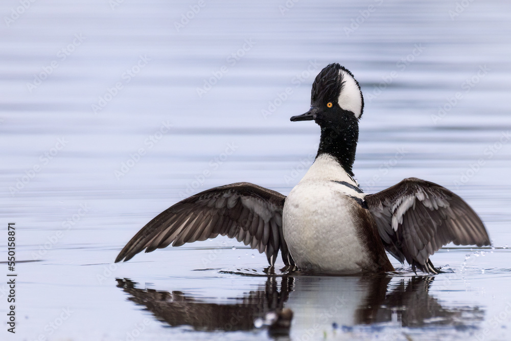 Hooded Merganser, Lophodytes cucullatus, black-headed diving duck with a white fan-shaped area, yellow eye. Hooded Merganser, Lophodytes cucullatus, black-headed diving duck with a white fan-shaped area, yellow eye.