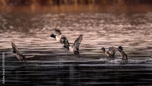 A Flock of Ring Necked Ducks landing on the lake photo