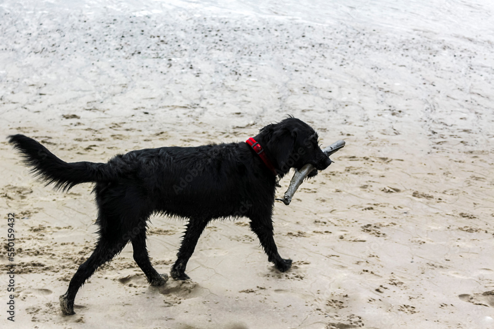 Black dog playing with sticks on beach sand in Germany.