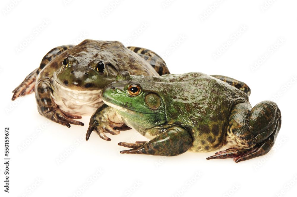 Naklejka premium frog on white background