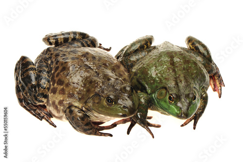 Bullfrog, Rana catesbeiana, against white background, studio shot © zcy