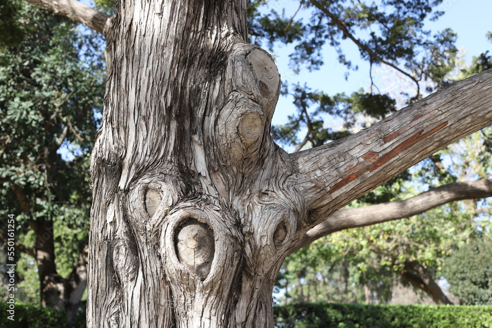 Texture of tree trunk and tree bark. Texture of tree trunk and tree bark.