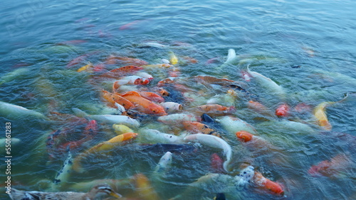 The fishes rushing for the food in the water of the pond