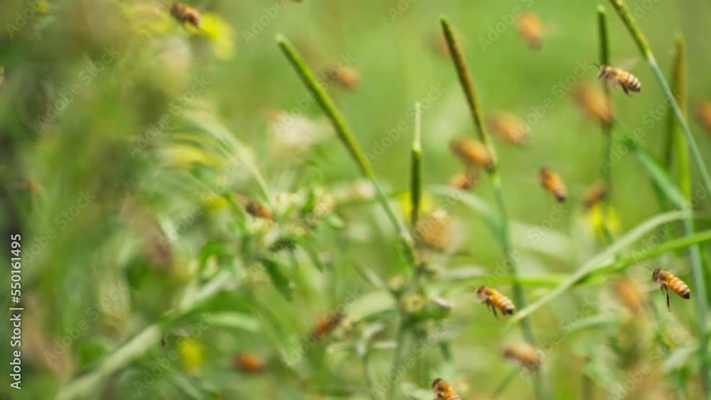 flying honey bees slow motion flying honey bees slow motion