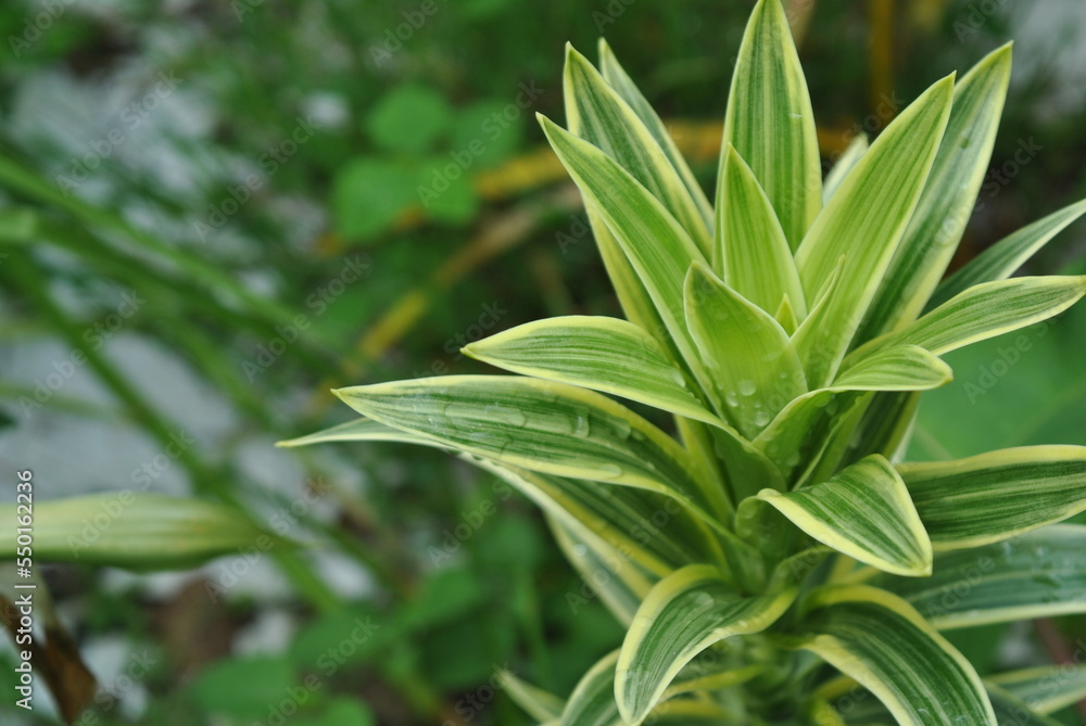 Beautiful dracena Beautiful dracena