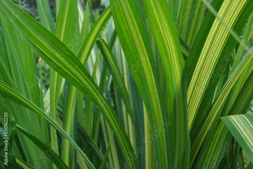 Big dracena