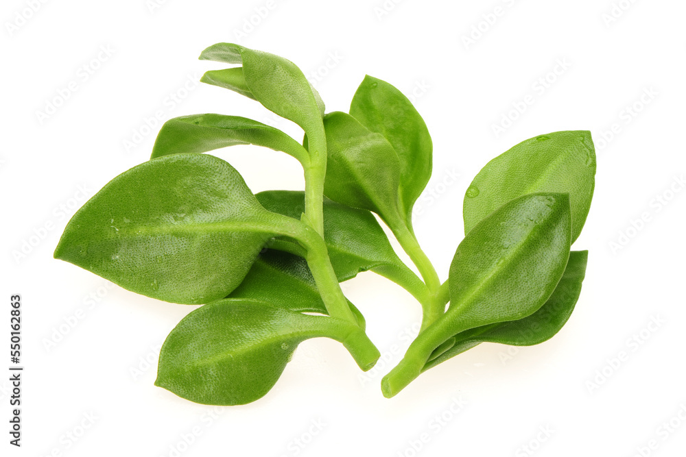 Fototapeta premium King of Bitter Herb also known as Andrographis paniculata