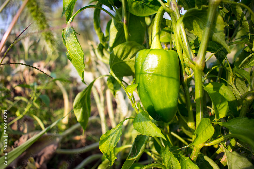 Green bell pepper growing on a plant in a garden