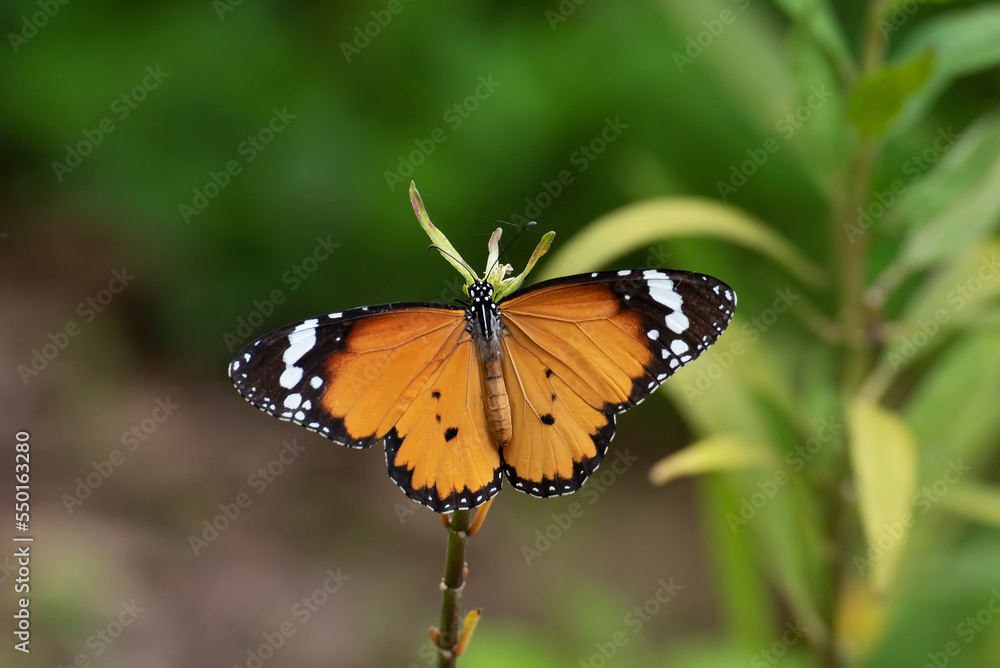 Closep view of a butterfly resting on leaf Closep view of a butterfly resting on leaf