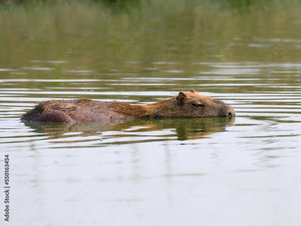 Wild Capybara swimming in the pond Wild Capybara swimming in the pond