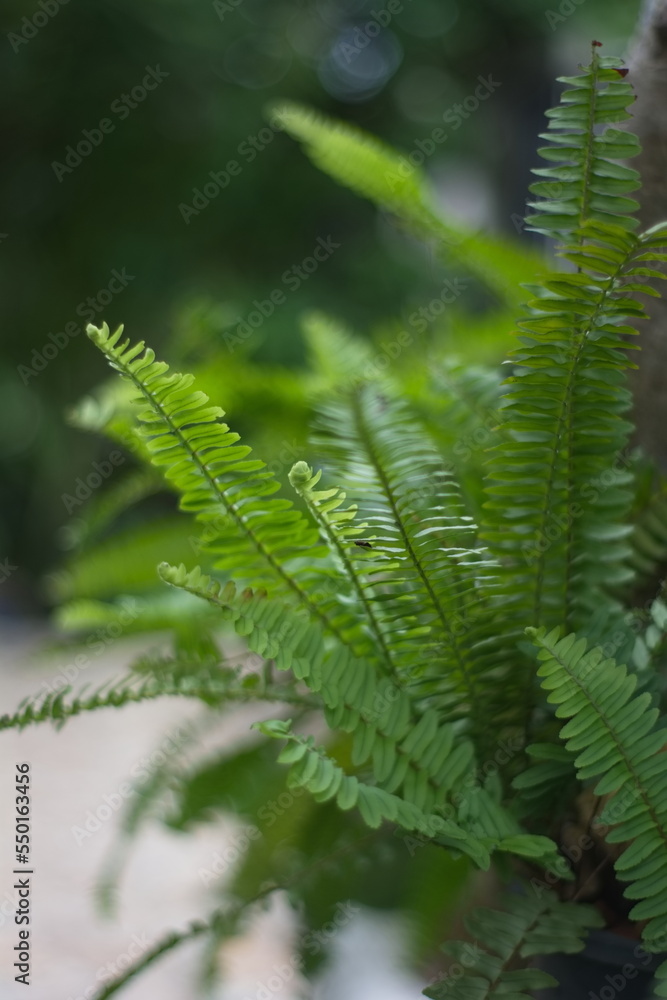 fern leaf in the forest fern leaf in the forest