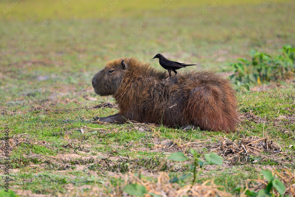 Fototapeta premium Giant Cowbird taking ticks from capybara in the Pantanal of Mato Grosso, Brazil.