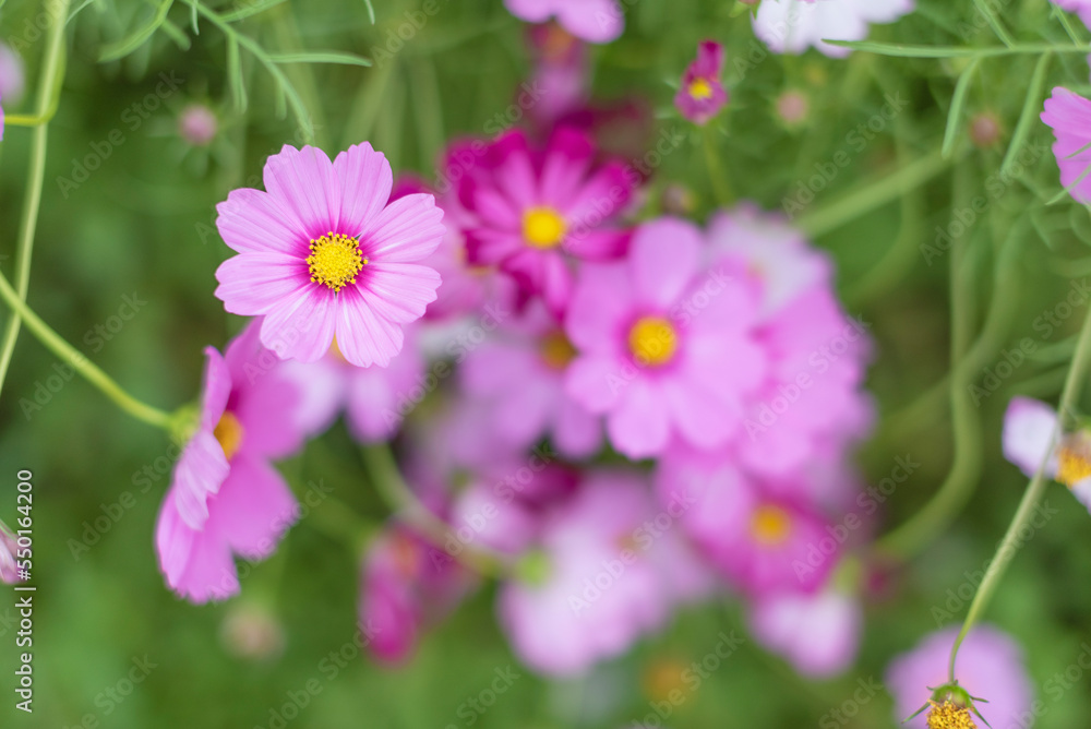 Closeup view of cosmos flower. Natural background Closeup view of cosmos flower. Natural background