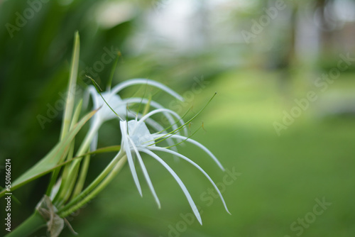 dandelion in the grass © Aue Plus
