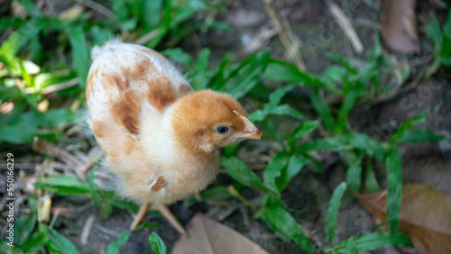 baby chicken in the grass