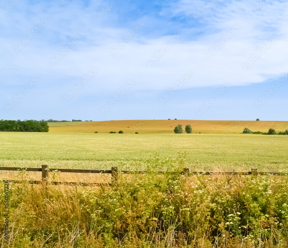 Green and golden rural fields in rural England Green and golden rural fields in rural England