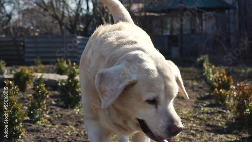 fawn labrador limping on the lawn. the dog is lame in the yard. pet walking outdoor