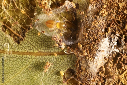 Super-macro dorsal view of  baby Sac Spider (Clubiona) in eucalypt leaf nest, South Australia photo