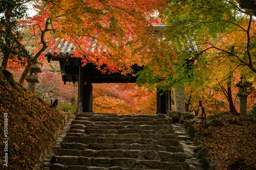 秋月紅葉