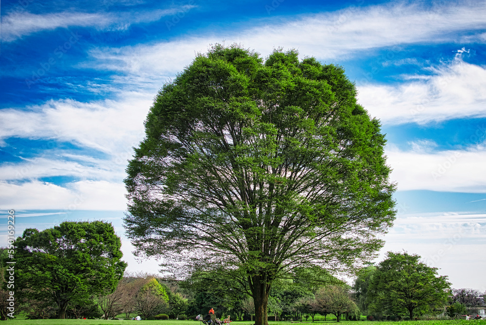 Fototapeta premium さわやかな季節に、大樹が青空に映える風景