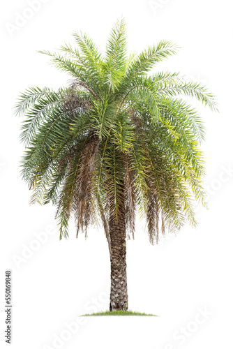 isolated big palm tree on White Background.Large palm trees database Botanical garden organization elements of Asian nature in Thailand, tropical trees isolated used for design, advertising