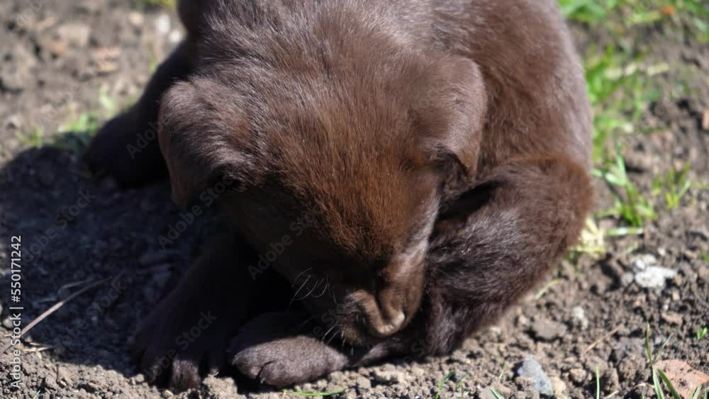 brown labrador puppy is playing on the ground. Pets fool around outdoors in spring. young dog chewing on its paw brown labrador puppy is playing on the ground. Pets fool around outdoors in spring. young dog chewing on its paw